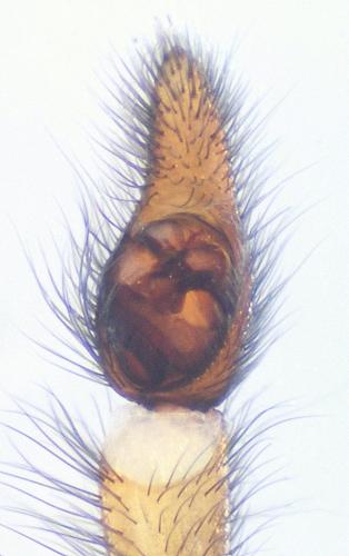 Arctosa leopardus