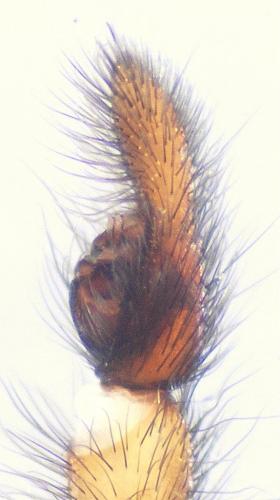 Arctosa leopardus