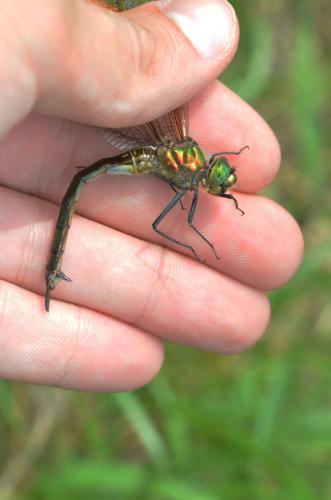 Somatochlora metallica