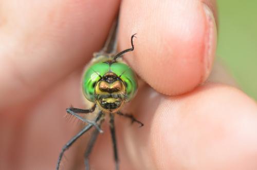 Somatochlora metallica