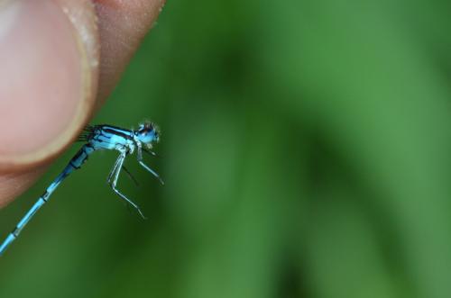 Coenagrion puella
