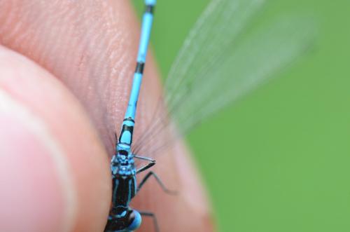 Coenagrion puella
