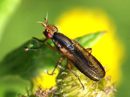 Limnia unguicornis