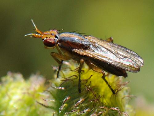 Limnia unguicornis