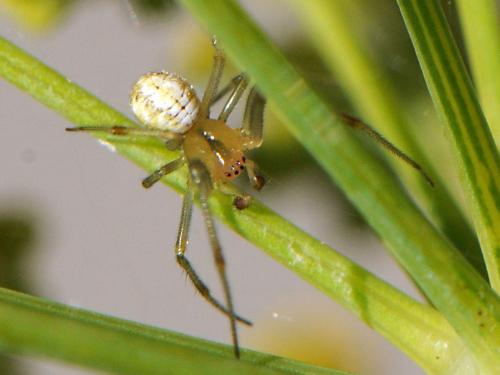 Réf. 125 184 : Phylloneta sp.