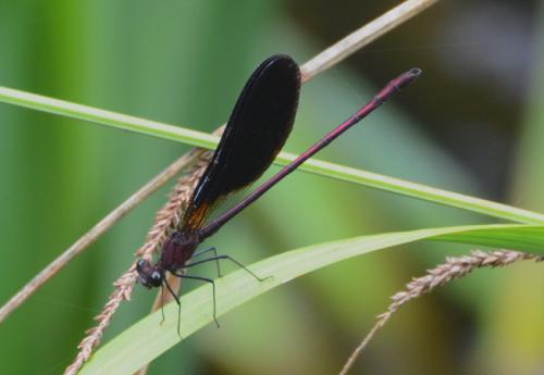 Calopteryx haemorrhoidalis
