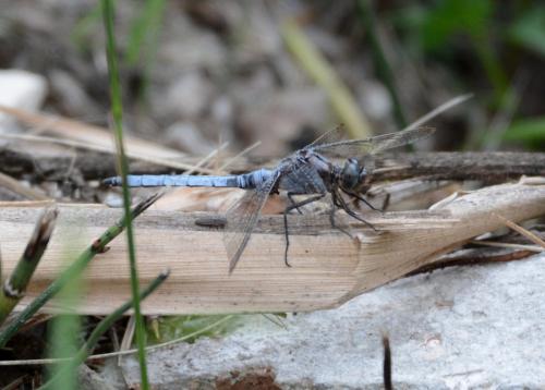 Orthetrum coerulescens