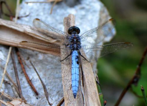 Réf. 125 315 : Orthetrum coerulescens