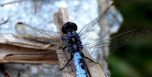Réf. 125 380 : Orthetrum coerulescens