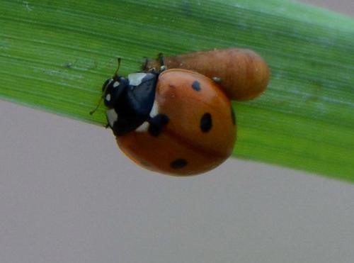 Réf. 125 726 : Coccinella septempunctata