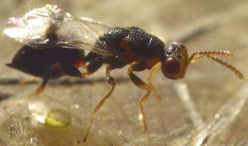 Sycophila sp.