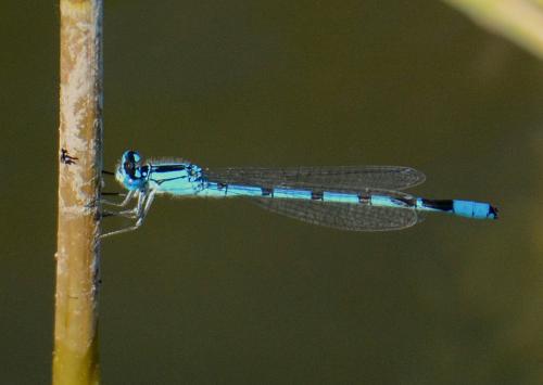 Enallagma cyathigerum