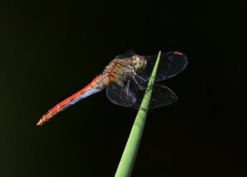 Sympetrum sanguineum