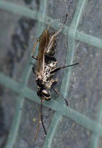Réf. 125 045 : Agenioideus sp.