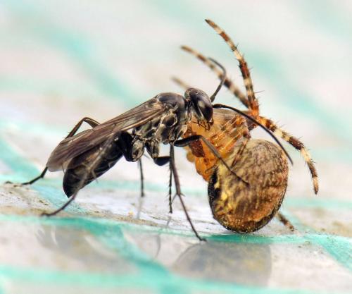 Réf. 125 033 : Agenioideus sp.