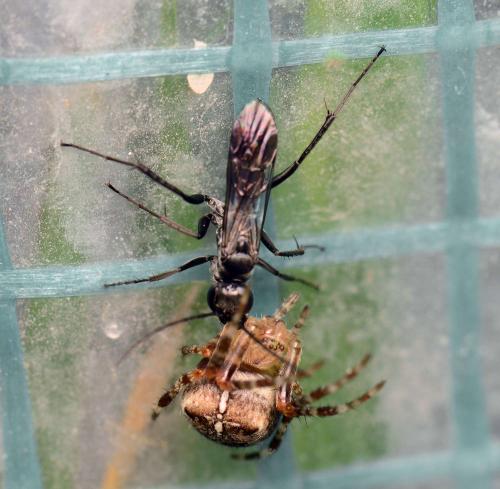 Réf. 125 034 : Agenioideus sp.