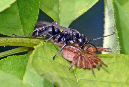 Anoplius sp.