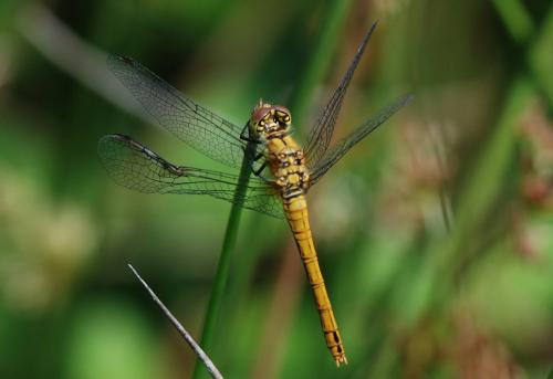 Réf. 125 042 : Sympetrum sanguineum