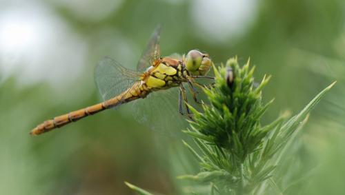 Sympetrum striolatum