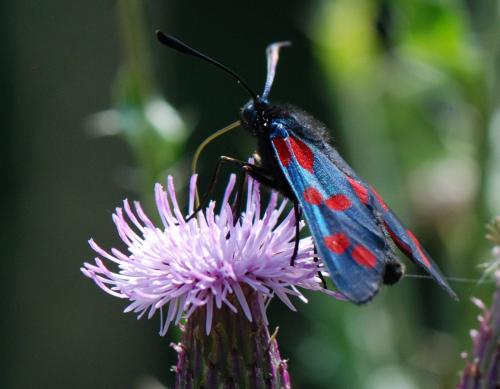 Réf. 125 179 : Zygaena filipendulae