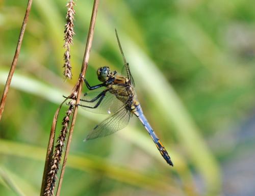 Orthetrum cancellatum