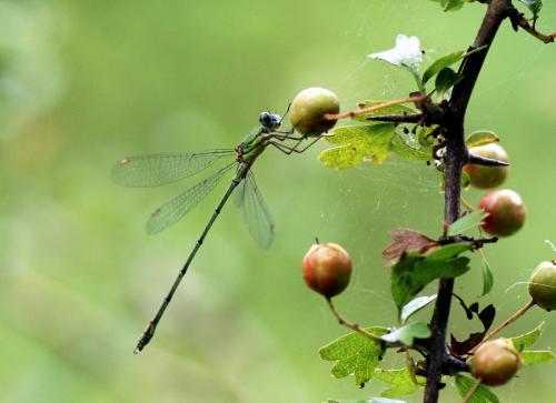 Chalcolestes viridis
