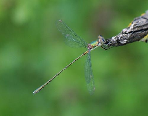 Chalcolestes viridis