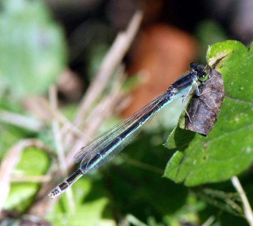 Ischnura pumilio