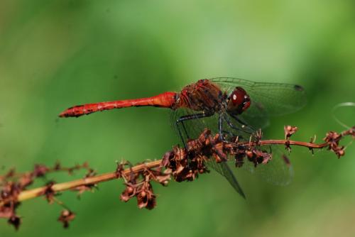 Réf. 125 372 : Sympetrum sanguineum