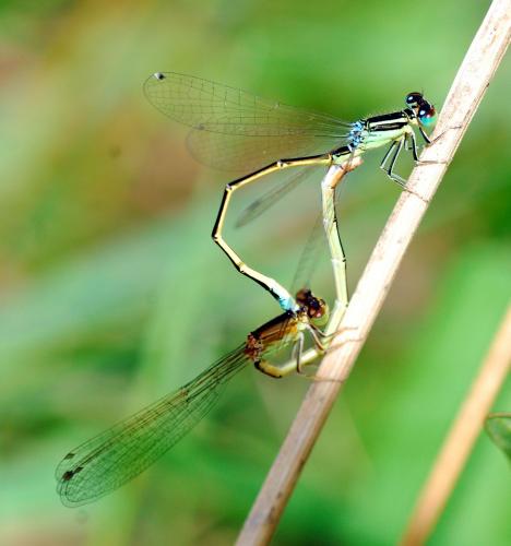 Réf. 125 906 : Ischnura pumilio