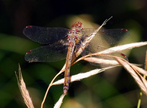 Sympetrum striolatum