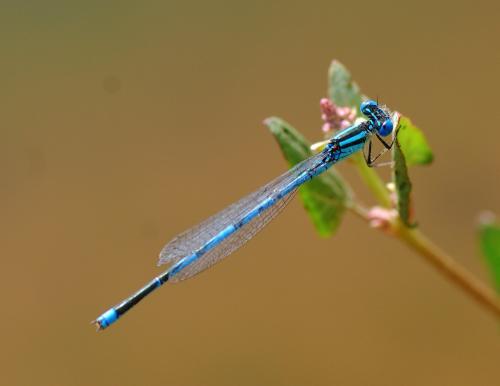 Erythromma lindenii