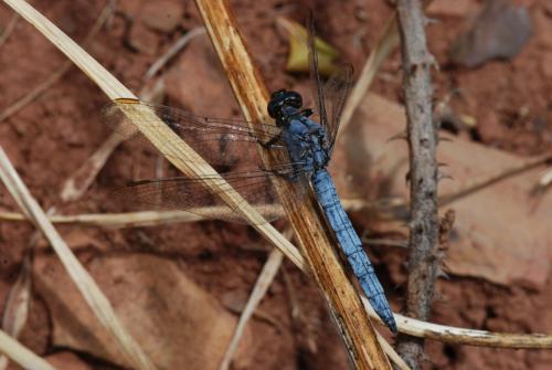 Réf. 125 925 : Orthetrum coerulescens