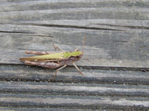 Chorthippus sp.