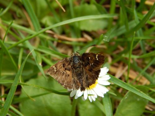 Carcharodus alceae