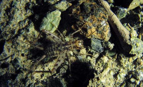 Gryllomorpha sp.