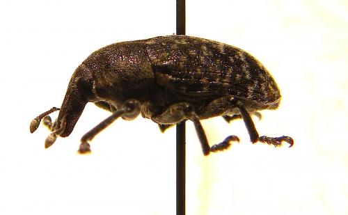 Larinus turbinatus