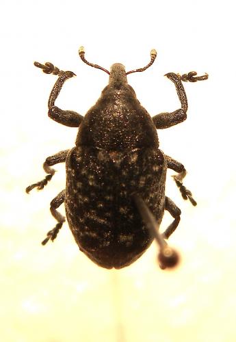 Larinus turbinatus