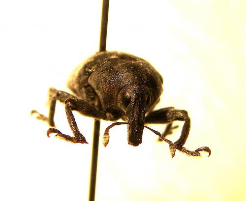 Larinus turbinatus