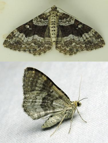 Réf. 125 203 : Epirrhoe sp.