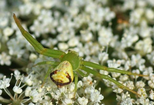 Ebrechtella tricuspidata