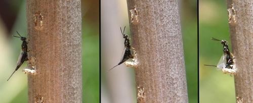 Eupelmus cicadae