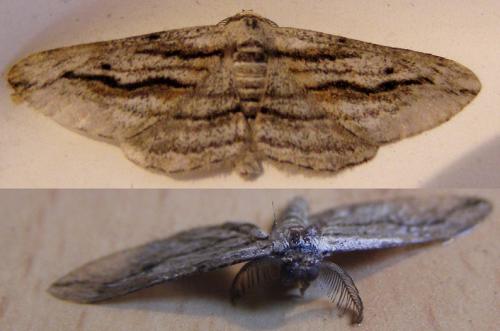 Réf. 125 641 : Ecleora solieraria