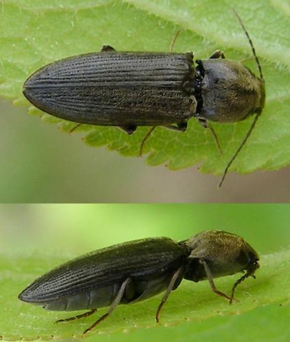 Réf. 125 597 : Dicronychus sp.