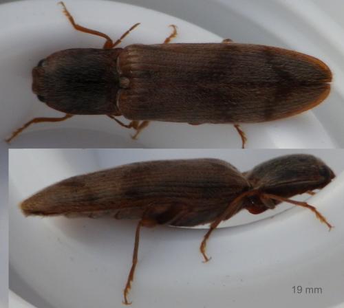 Réf. 125 243 : Stenagostus rhombeus