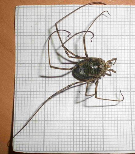 Mitopus glacialis