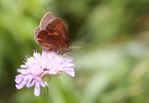 Erebia manto