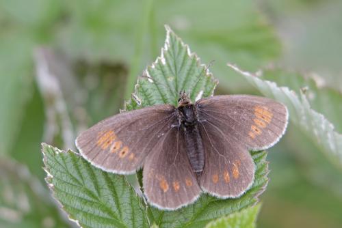 Erebia manto