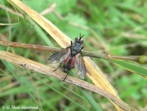 Eriothrix rufomaculata