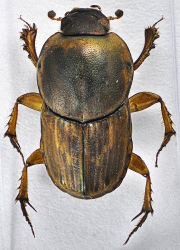 Réf. 125 004 : Euoniticellus fulvus